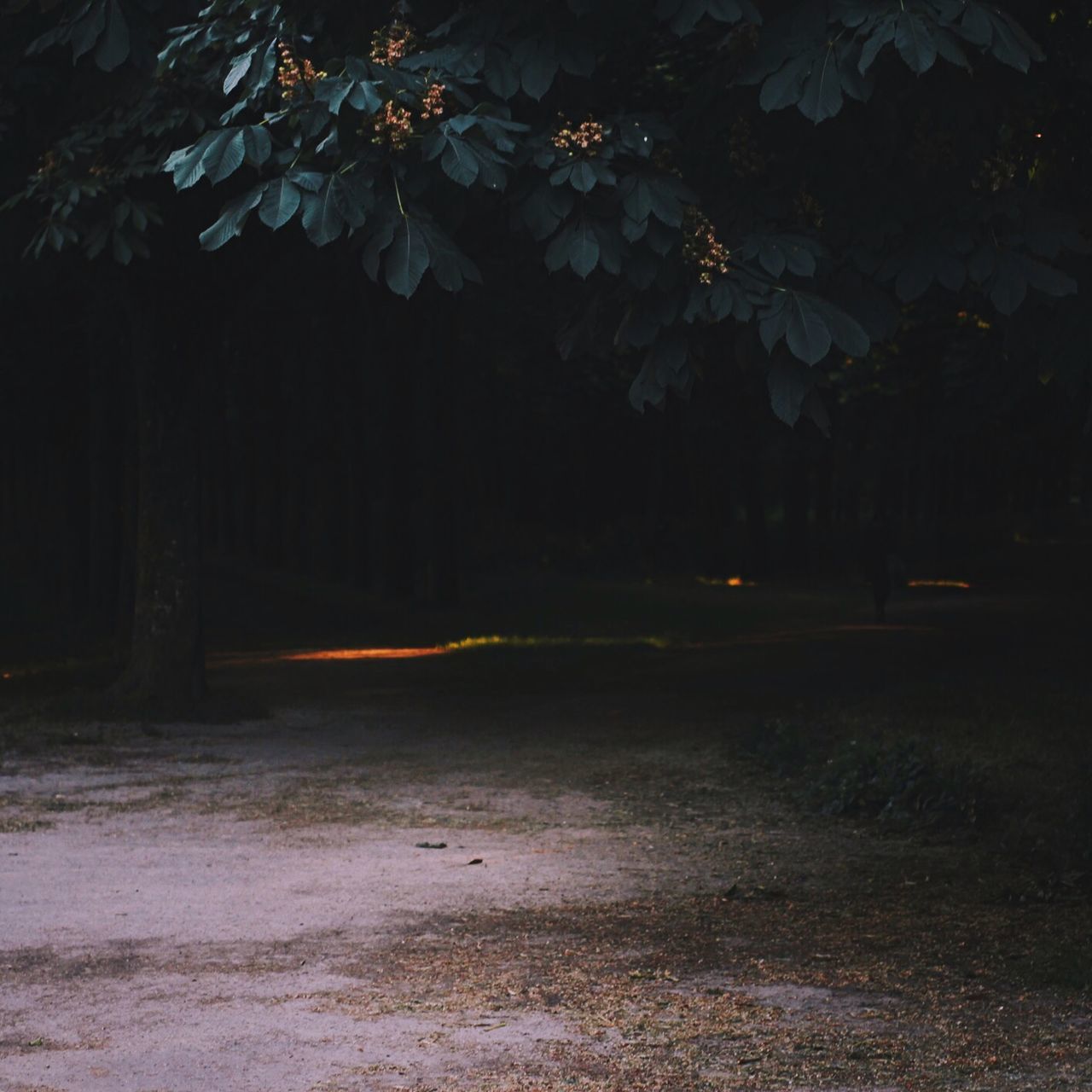 night, illuminated, tree, nature, tranquility, outdoors, dark, no people, street, beauty in nature, tranquil scene, road, field, scenics, growth, street light, light - natural phenomenon, branch, bare tree, landscape