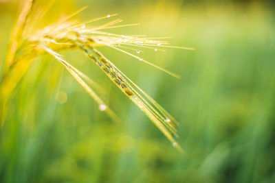 Close-up of wet grass