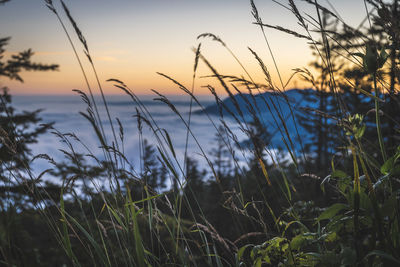 Close-up of grass on field against sky during sunset