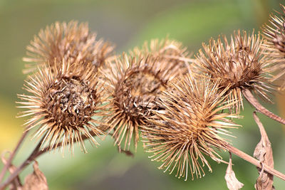 Close-up of dried thistle flowers
