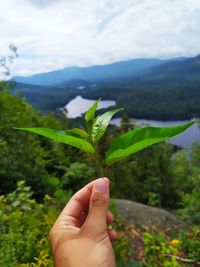 Cropped hand holding leaves against mountains
