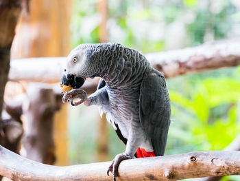 Close up portrait of parrot sit on tree branch with blurry background in zoo