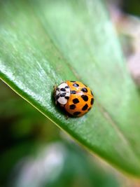 Close-up of ladybug on leaf