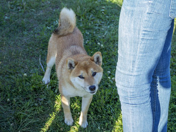 Midsection of man with dogs on field