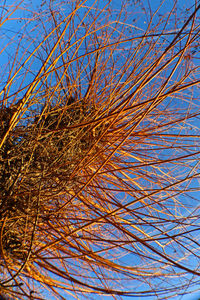 Close-up of bare tree against clear blue sky