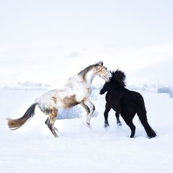 Horses playing on snow covered field against sky