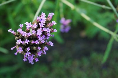 Close-up of purple flowering plant on field