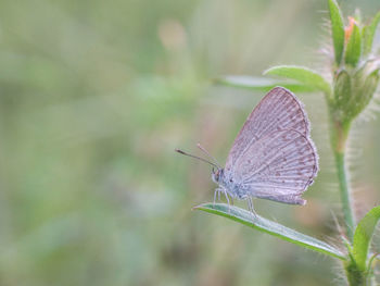 Close-up of butterfly on plant