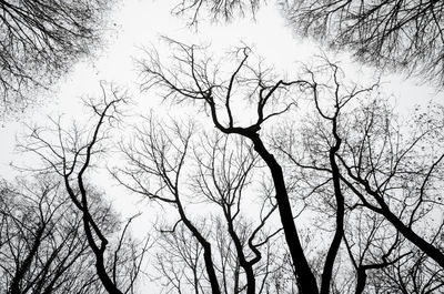 Low angle view of silhouette tree against sky