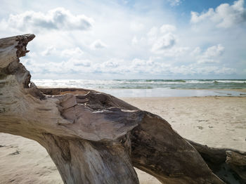 Driftwood on beach against sky