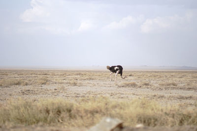 Running ostrich bird in a field with neck low on the ground