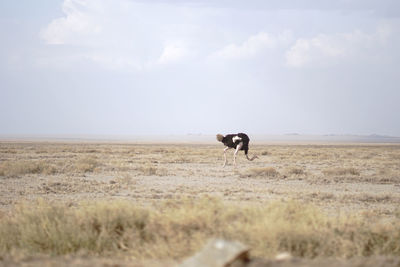 Horse in a field