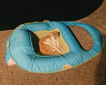 dog bed