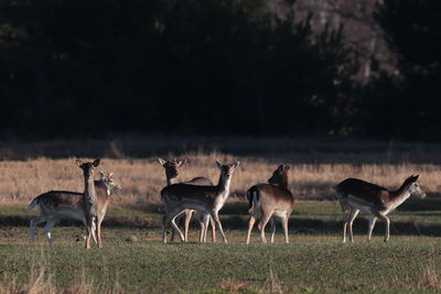 Deer grazing on field