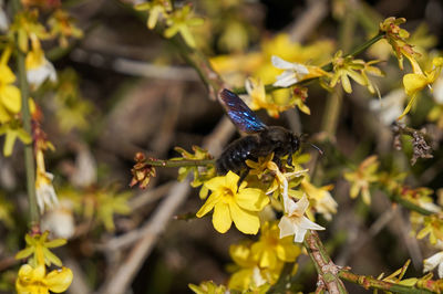 Close-up of insect on yellow flower