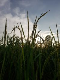 Close-up of stalks in field against sky