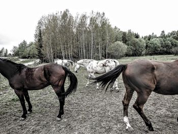 Horses on field against sky