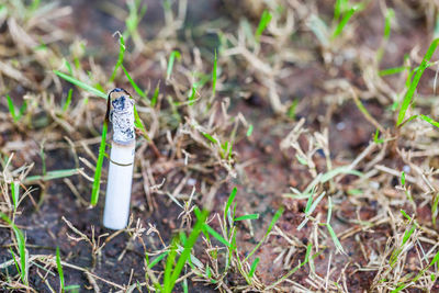 High angle view of insect on field