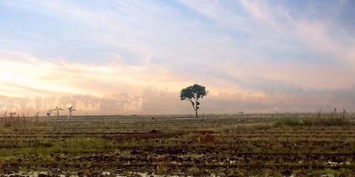 Trees on field against sky