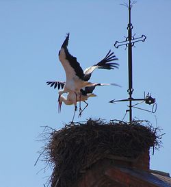 Low angle view of birds flying against clear sky