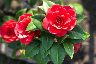 Close-up of red flower blooming outdoors