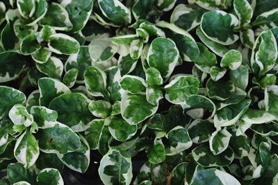 Full frame shot of plants