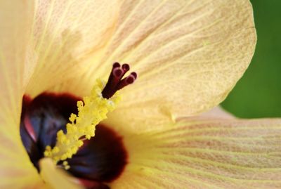 Close-up of insect on yellow flower