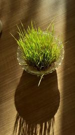 Close-up of potted plant on table