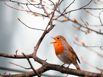 Close-up of bird perching on twig against sky