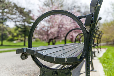Bench in the park in spring with cherry blossoming trees on background