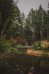 Scenic view of lake in forest