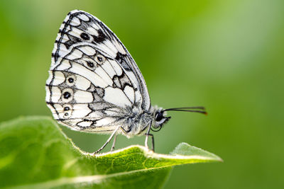 Close-up of butterfly on leaf