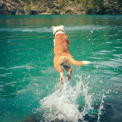 Dog swimming in pool