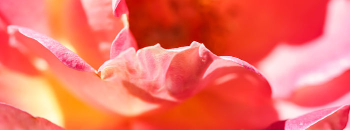 Close-up of pink rose flower