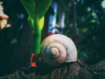 Close-up of snail on leaf