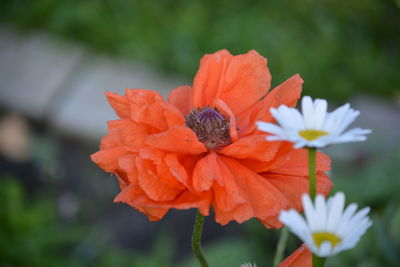 Close-up of orange flower on plant