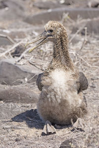 Baby galapagos albatross sitting in a nesting ground on espanola island in the galapagos