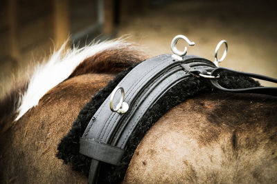 Leather equipment on horse