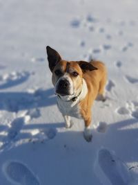 Dog on snow covered land