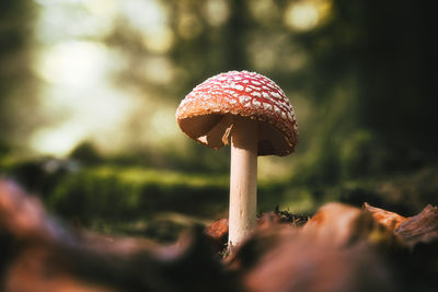 Selective focus close-up of fly agaric mushroom in autumn forest at golden hour