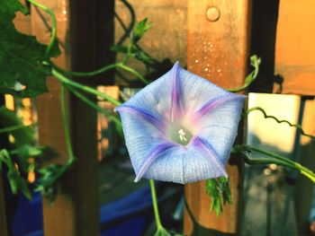 Close-up of flower blooming outdoors