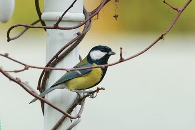 Close-up of great tit perching on plant