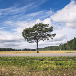 Tree on field against sky