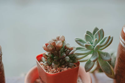 Close-up of succulent plant in pot