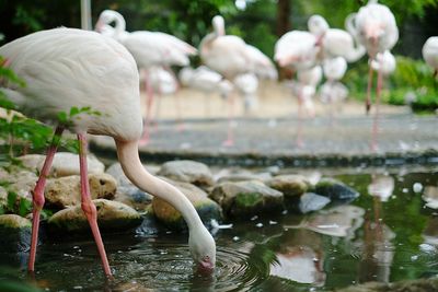 Flamingoes by pond