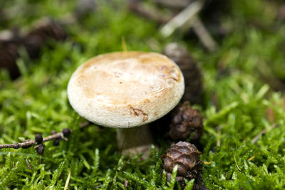 Close-up of mushroom growing on field