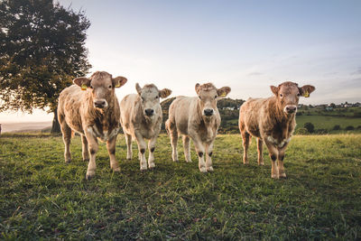 Portrait of cows standing on field against sky