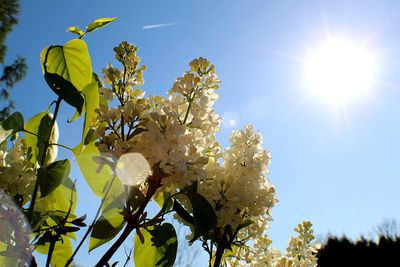 Low angle view of flowering plant against clear sky