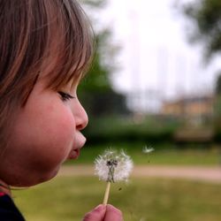 Close-up of cute girl blowing dandelion flower