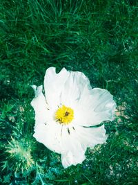 Close-up of white flowers blooming outdoors